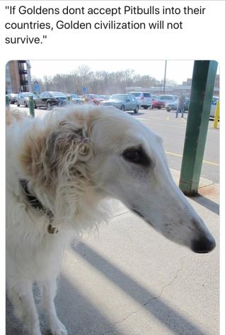 shlomo borzoi